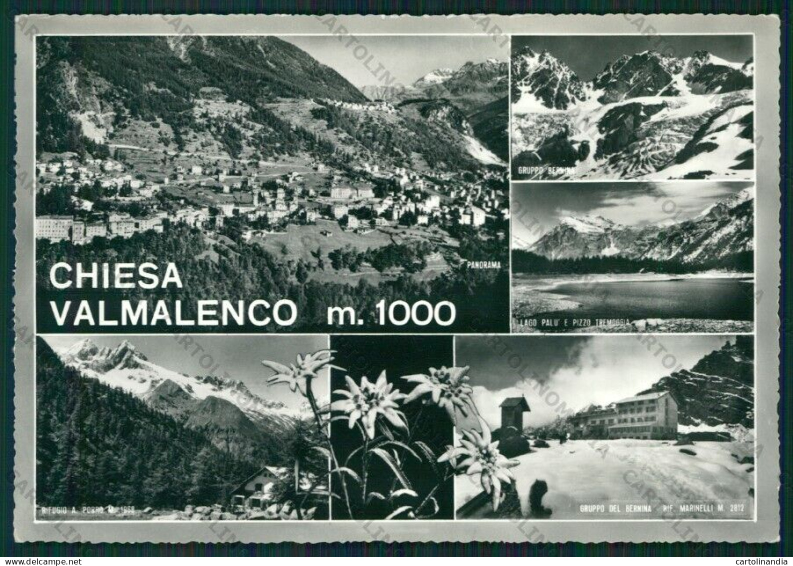 Sondrio Chiesa Valmalenco Stella Alpina Foto FG Cartolina KV9214 - Sondrio