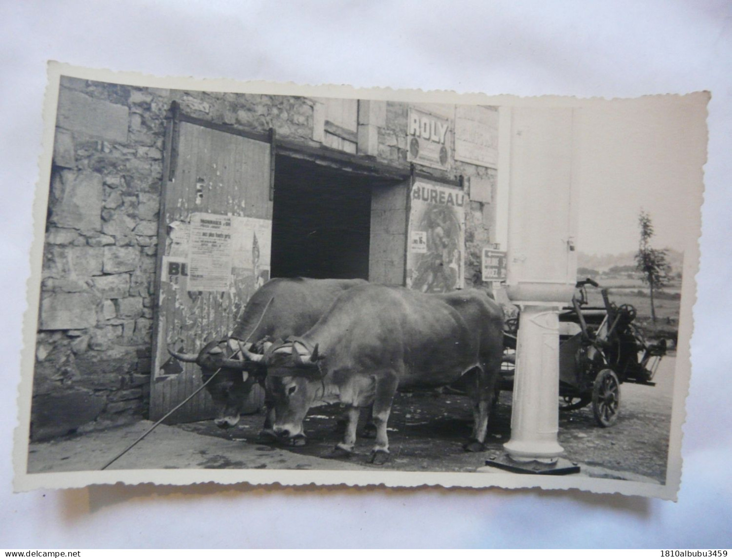 RARE - CARTE PHOTO 12 AVEYRON - BOZOULS : Scène Animée (attelage) - Bozouls