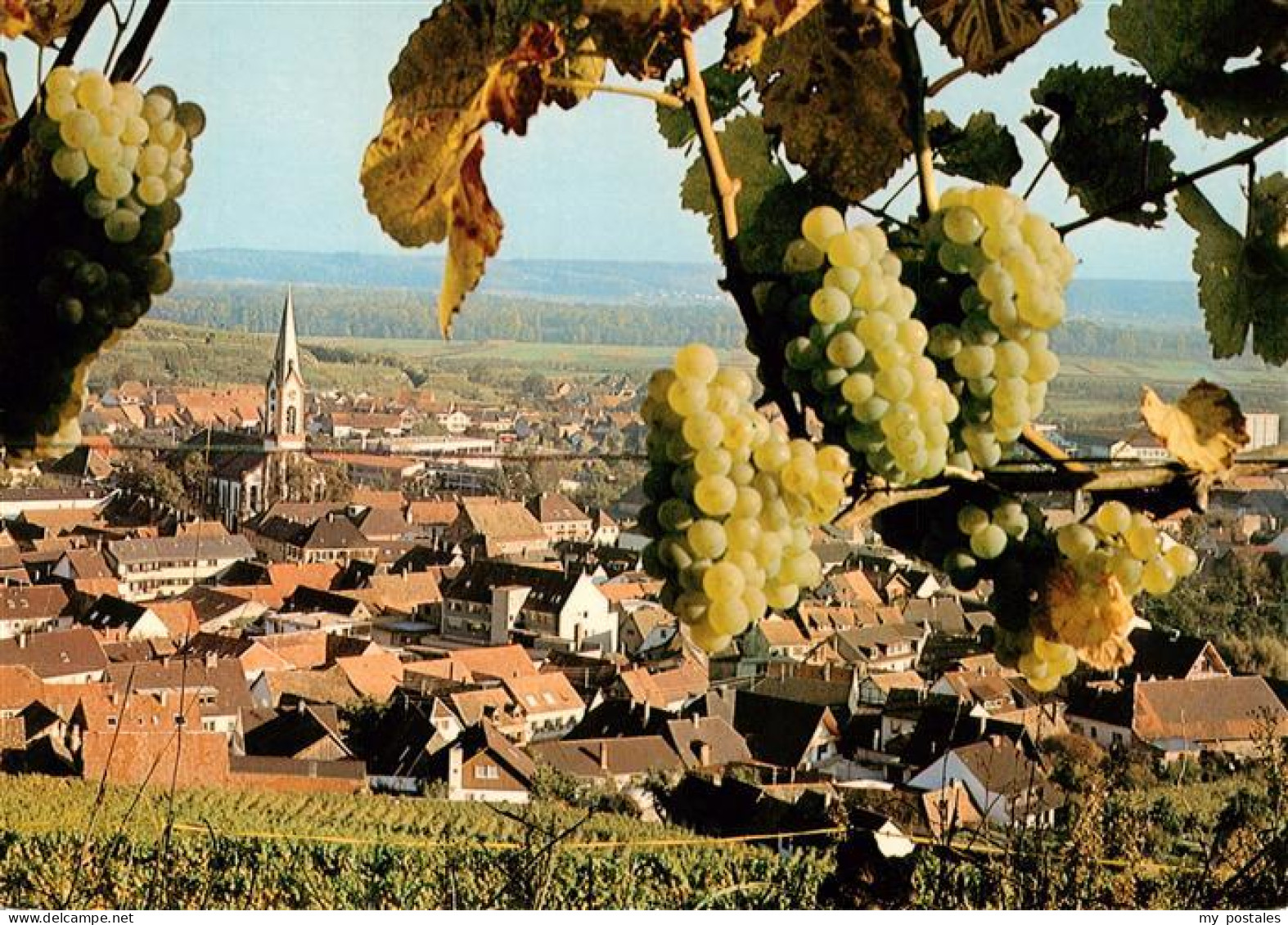 73929120 Ihringen_Kaiserstuhl Panorama - Ihringen