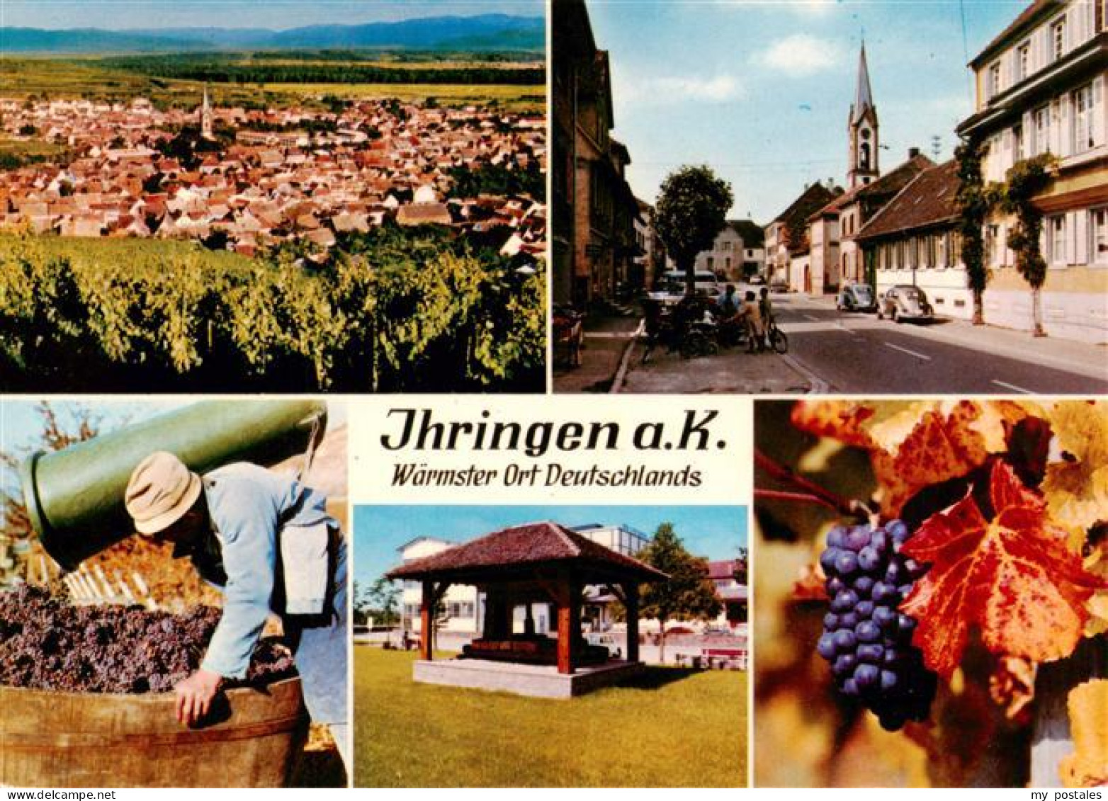 73929063 Ihringen_Kaiserstuhl Panorama Ortspartie Weinlese - Ihringen