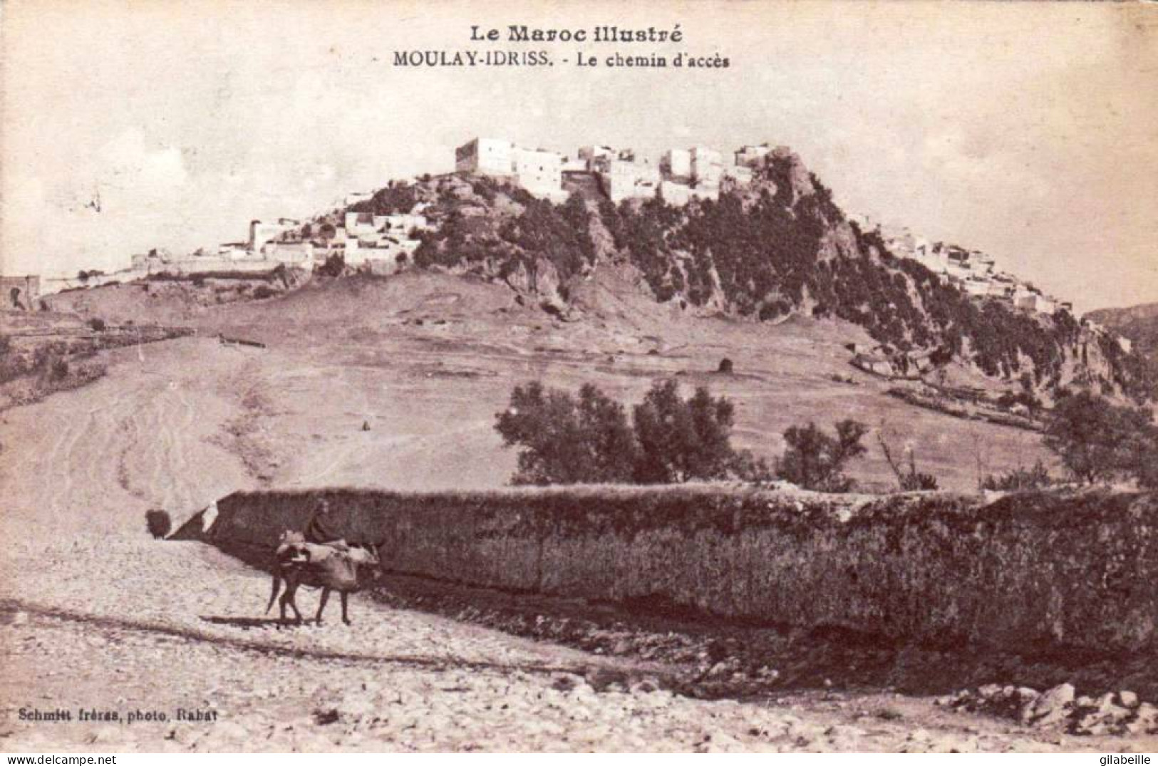 Maroc -  MOULAY IDRISS - Le Chemin D'acces - Other & Unclassified