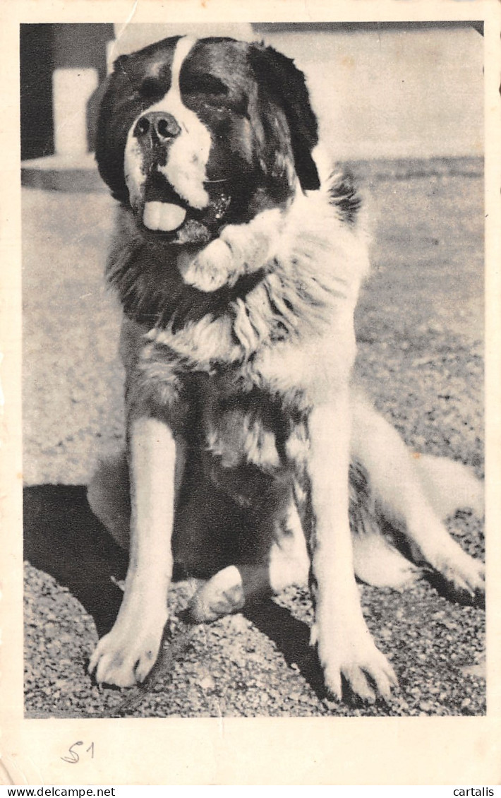 TH-ANIMAU CHIEN  SAINT BERNARD-N° 4385-E/0279 - Dogs