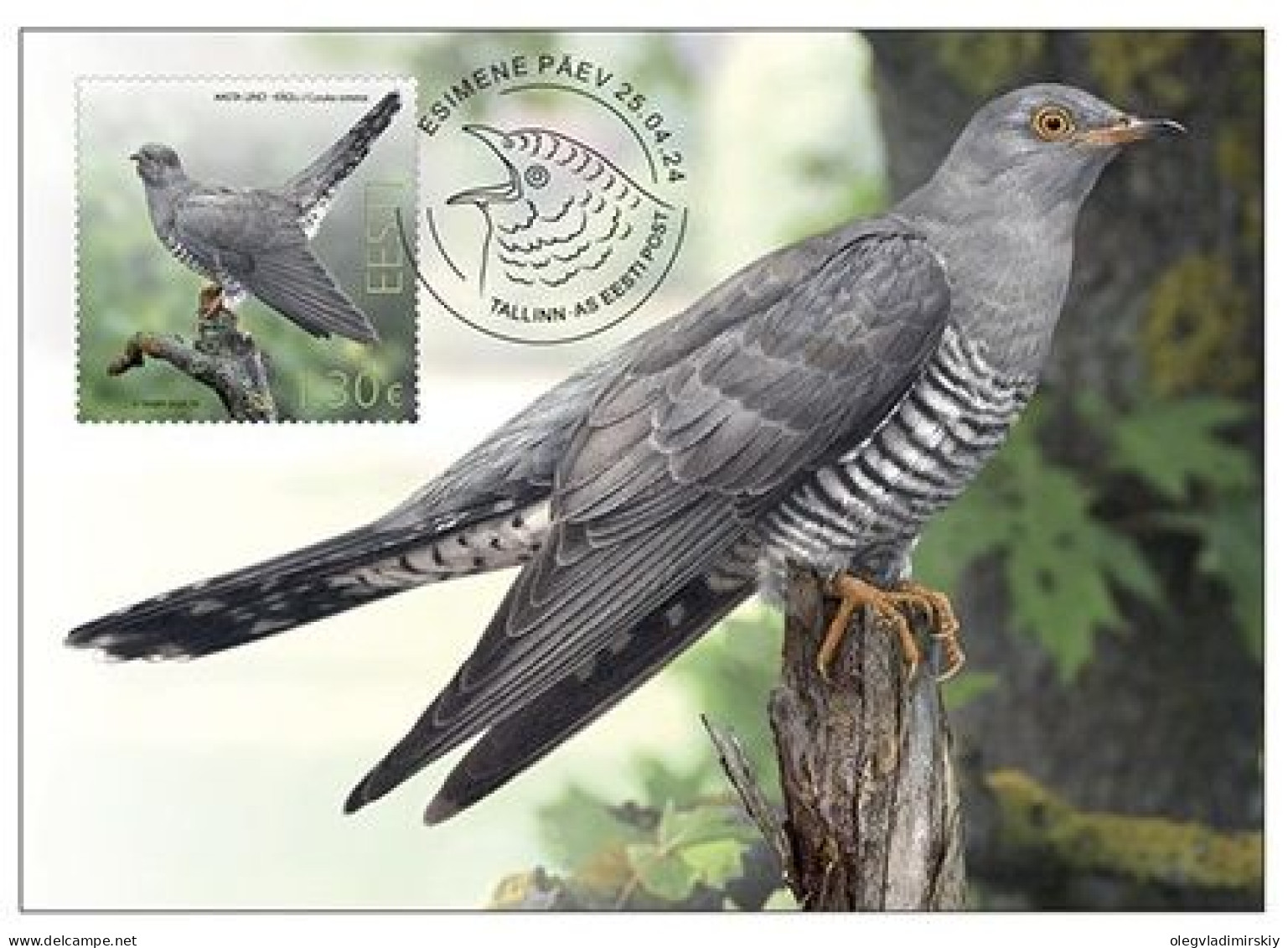 Estonia Estland Estonie 2024 Bird Of The Year Common Cuckoo Omniva Maxicard - Cuculi, Turaco