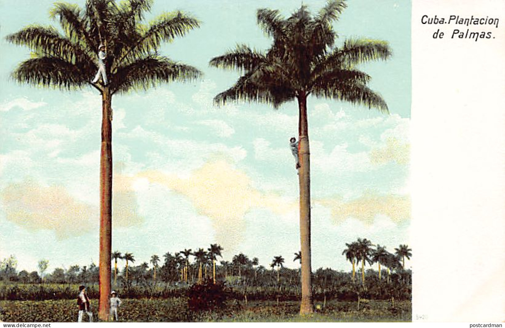 Cuba - Plantacion De Palmas Ed. Desconocido  - Kuba