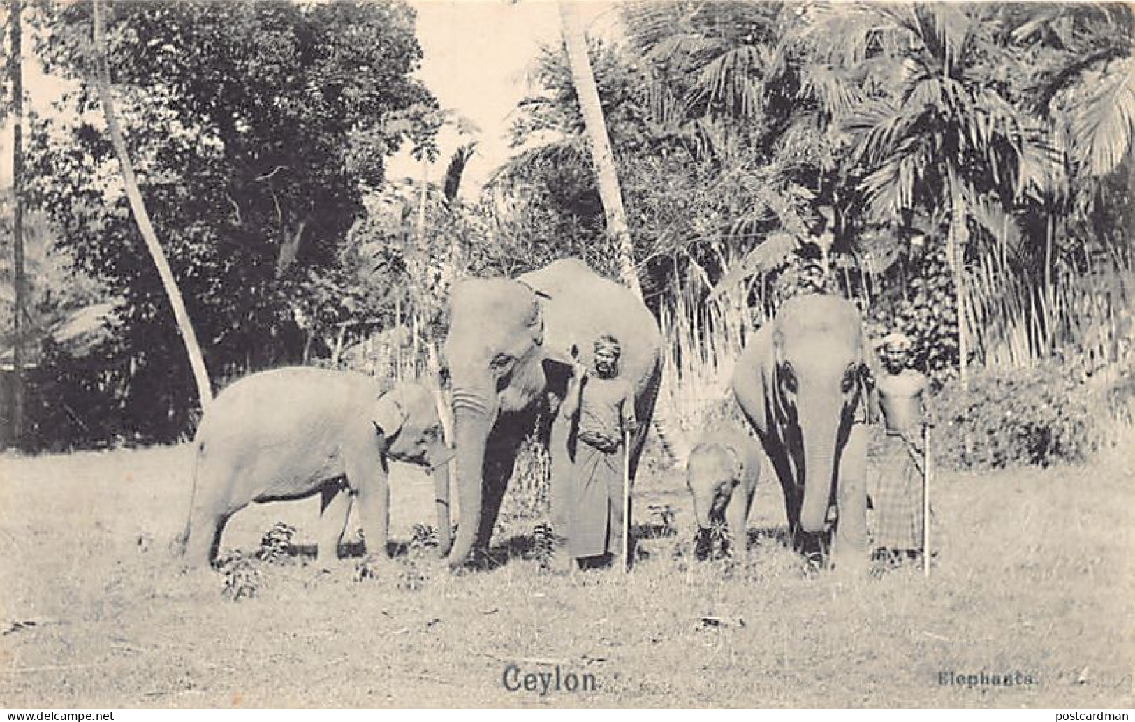 Sril Lanka - Elephants - Publ. Plâté & Co.  - Sri Lanka (Ceilán)