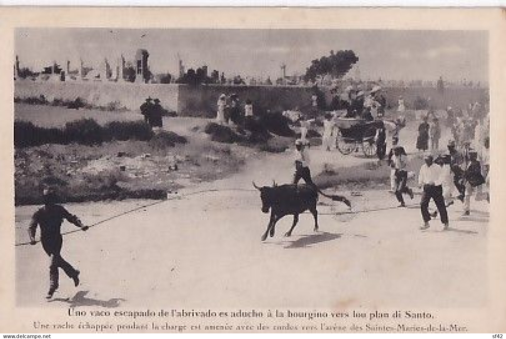 SAINTES MARIES DE LA MER     Une Vache échapée Pendant La Charge - Saintes Maries De La Mer