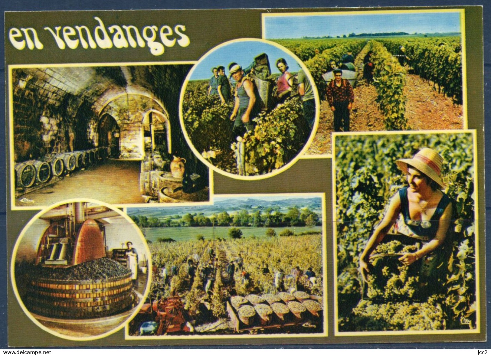 En Vendanges - Vines