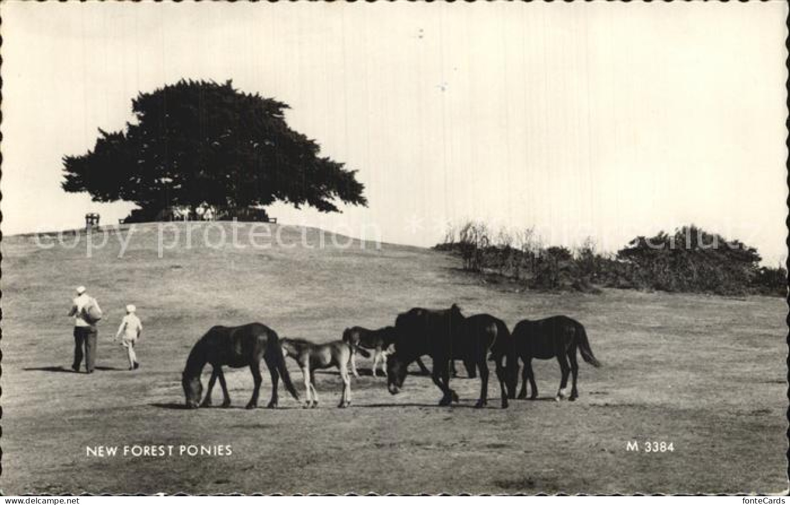 72446656 New Forest Pony   - Autres & Non Classés