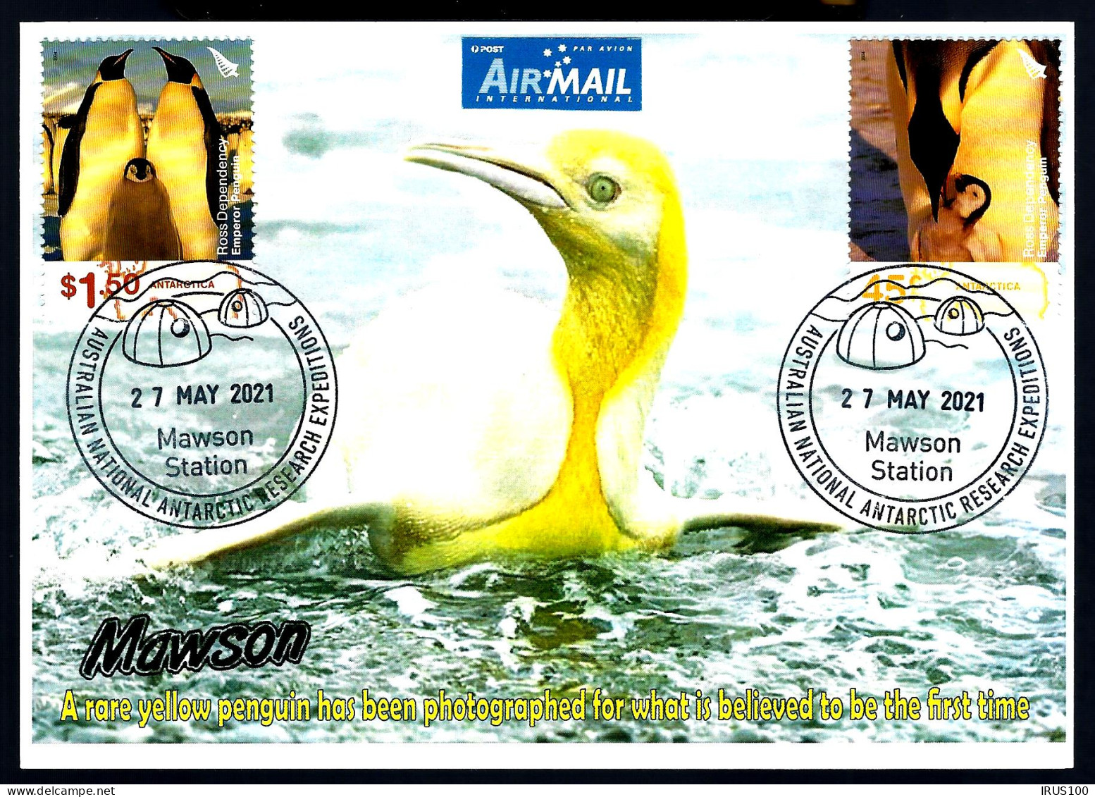 ANTARCTIC - NAWSON STATION - PINGUIN JAUNE (RARE) -  - Fauna Antártica