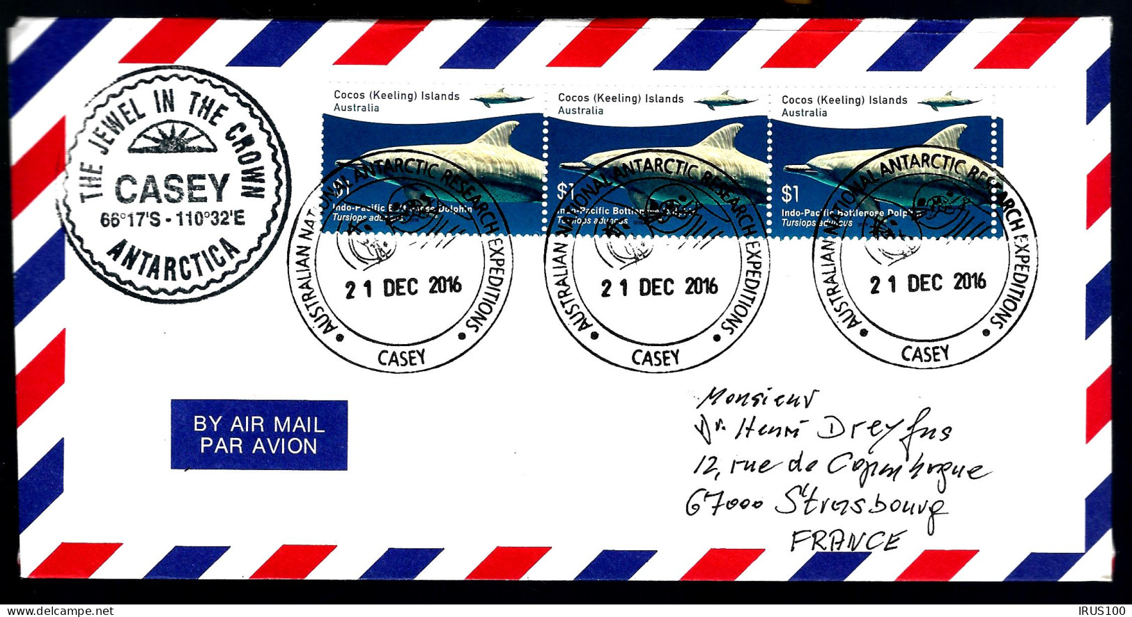 DAUPHIN DE L'ANTARCTIC - CASEY - ANTARCTIC AUSTRALIAN - Dolfijnen