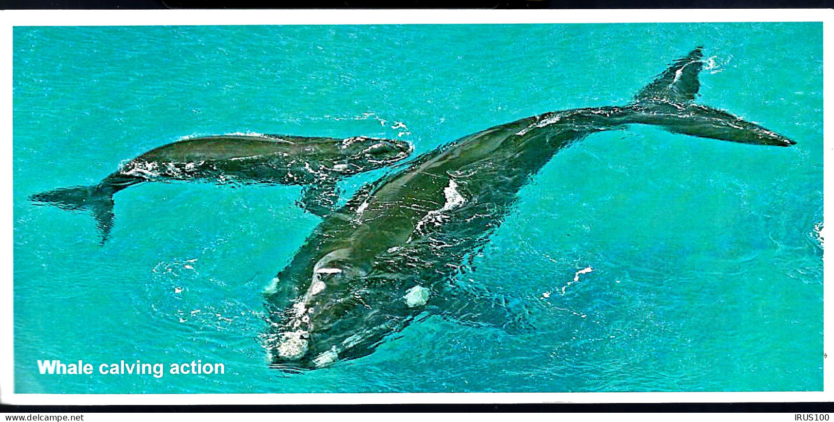 BALEINES - ROSS DEPENDENCY - THE COLDEST PLACE ON EARTH - WHALE COLVING ACTION - Whales