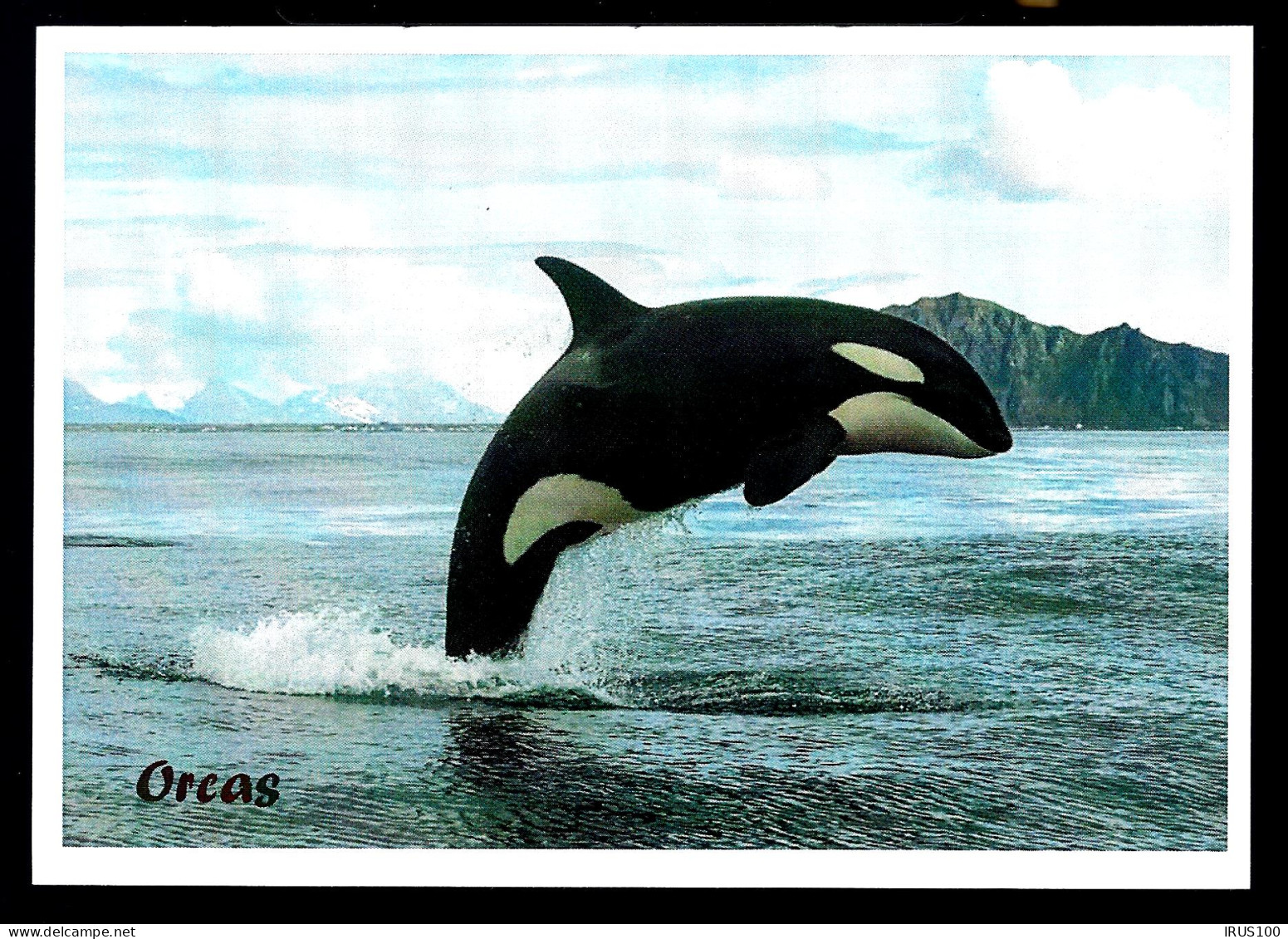 NEW ZEALAND - ANIMAUX MARINS - CHRISTCHURCH N.Z - Lettres & Documents