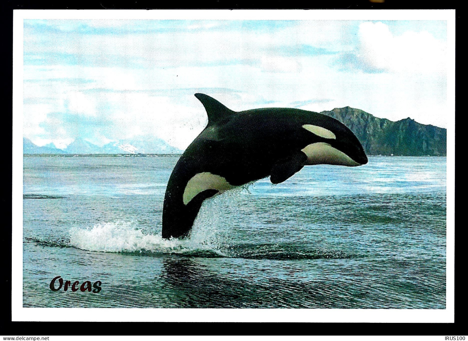 NEW ZEALAND - ANIMAUX MARINS - CHRISTCHURCH N.Z - Brieven En Documenten