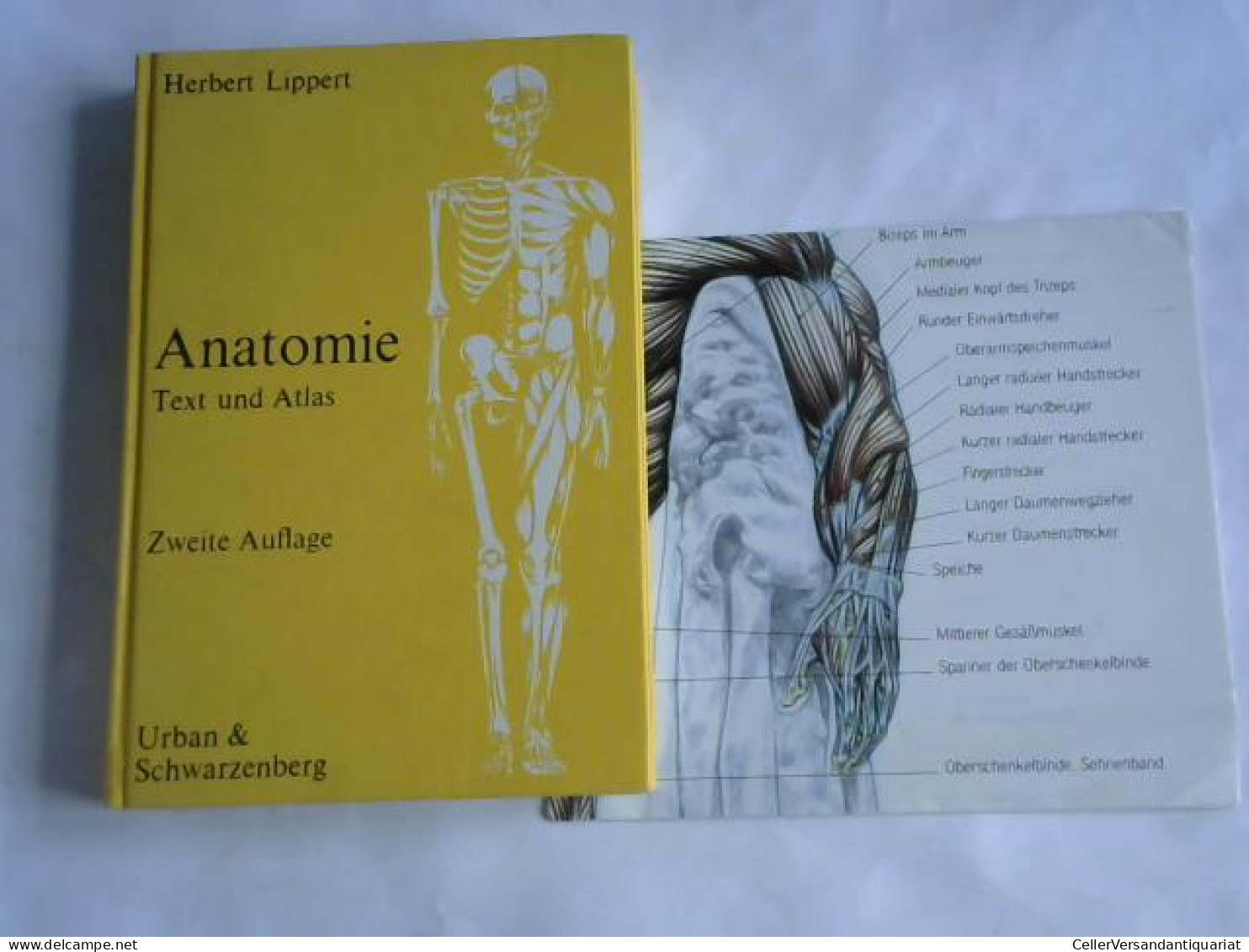 Anatomie. Text Und Atlas. Deutsche Und Lateinische Namen Von Lippert, Herbert - Non Classés