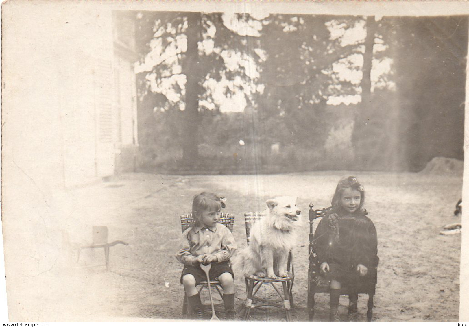 Photographie Photo Vintage Snapshot Rat&eacute; Mistakes Surexpos&eacute;e Chien Dog - Autres & Non Classés