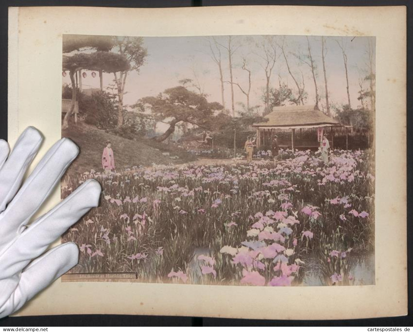 Fotografie Unbekannter Fotograf, Tokyo, Iris Flower At Horikiri, Schwertlilien, Rückseite Tsukugizan Arima Koloriert  - Places