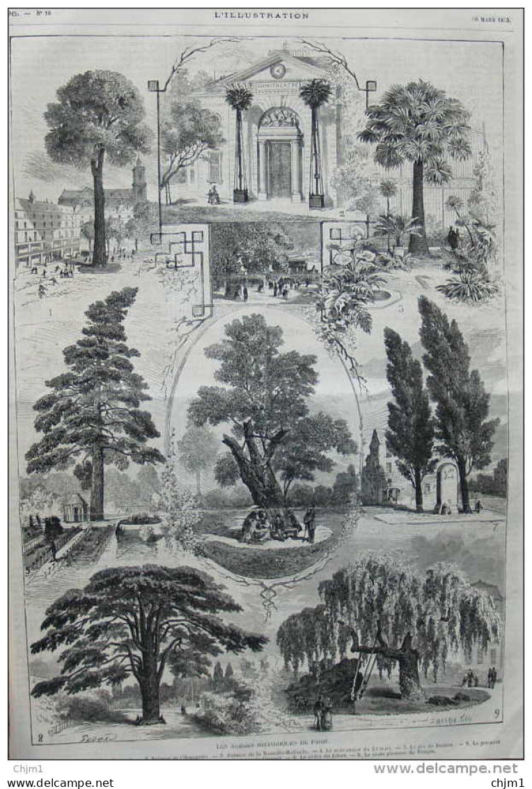 Les Arbres Historiques De Paris - L'orme De L'école Des Sourd Muets - Palmier De L'Orangerie - Page Original 1875 - Documentos Históricos