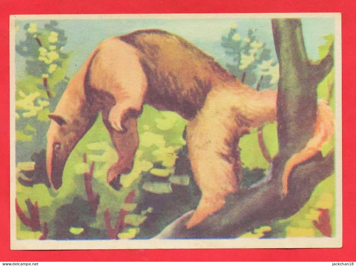 -- BISCOTTES HIRONDELLE / IMAGE N° 9  TAMANDUA  -- - Autres & Non Classés