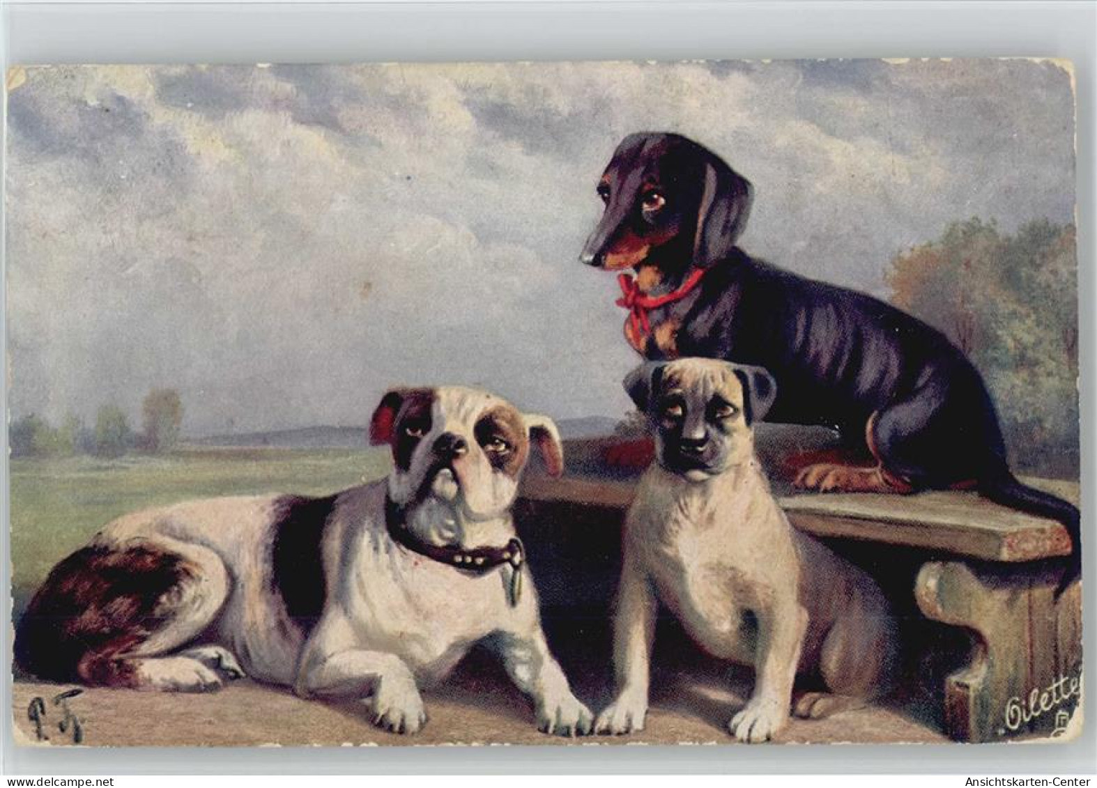 12004305 - Dackel Tuck AK Nr. 467 B  Serie Hundegruppen - Dogs