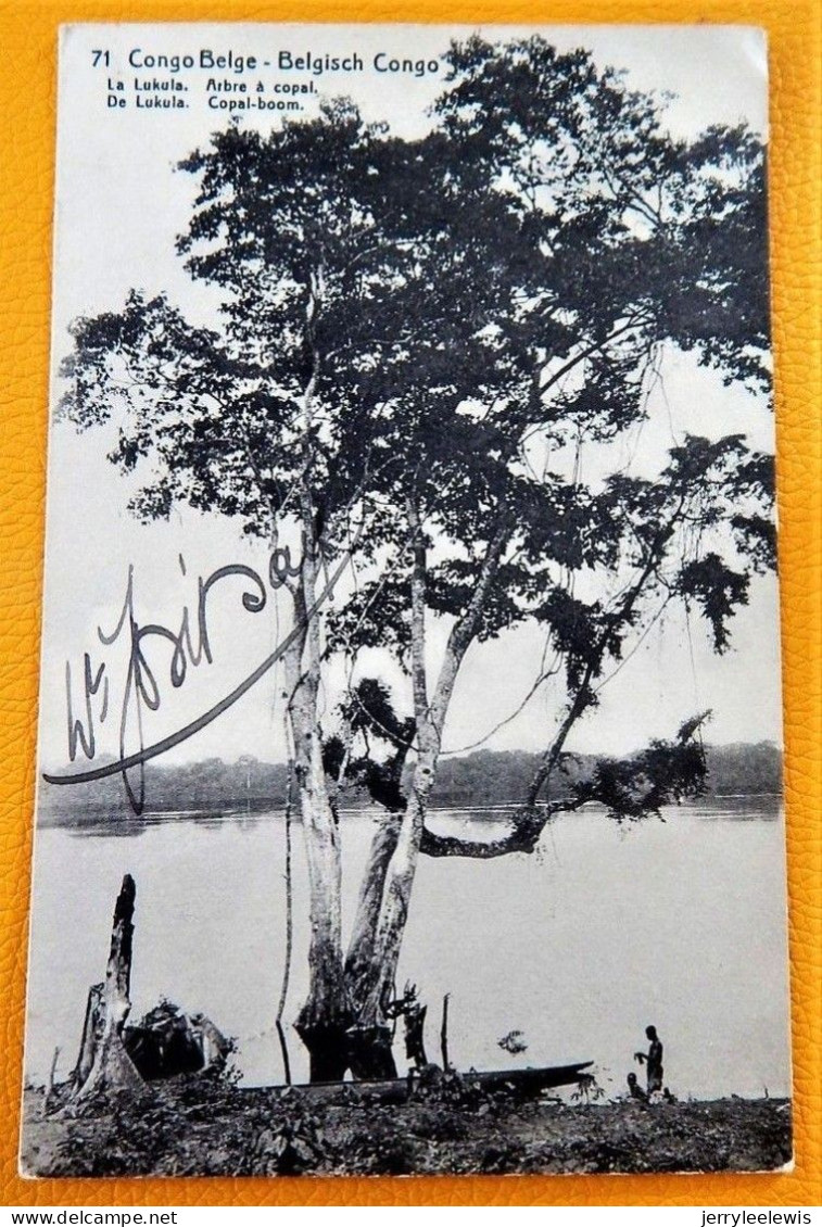 CONGO BELGE  - BELGISCH CONGO -  Arbre à Copal Au Bord De La Lukula  - Copal-boom Bij De Lukula - Belgisch-Kongo