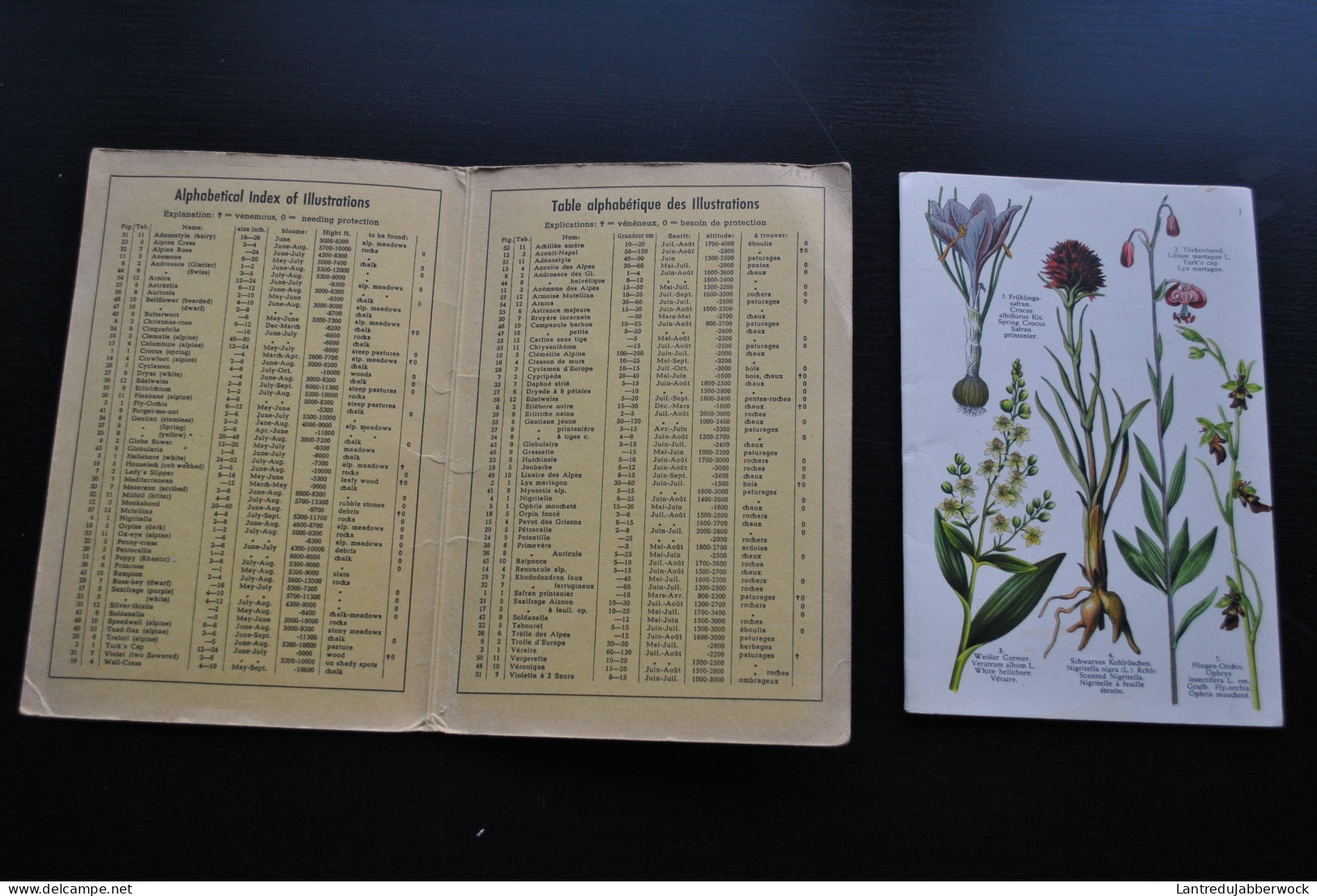 ALPINE FLOWERS FLEURS DES ALPES 12 TABLES EN COULEURS AVEC 57 ILLUSTATIONS D'APRES NATURE VERLAG FRIEDR. DAENIKER ZURICH - 1901-1940