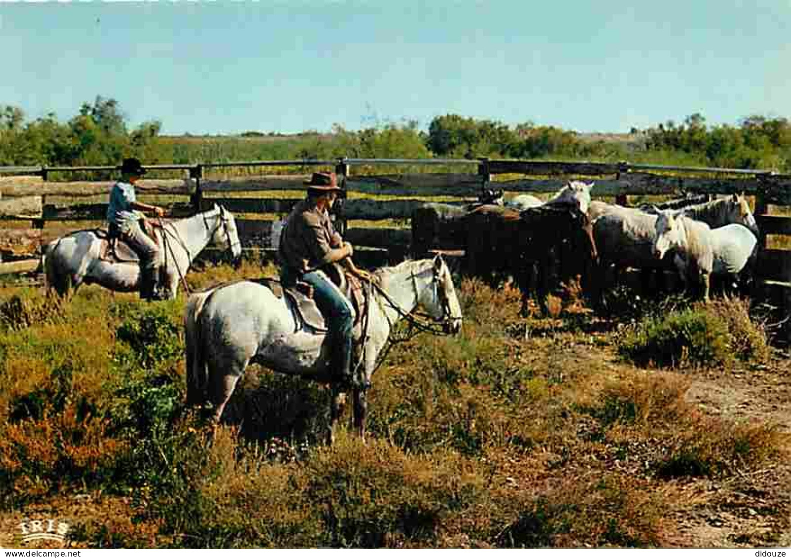 Animaux - Chevaux - Camargue - Gardians Et Chevaux Camarguais - CPM - Voir Scans Recto-Verso - Cavalli