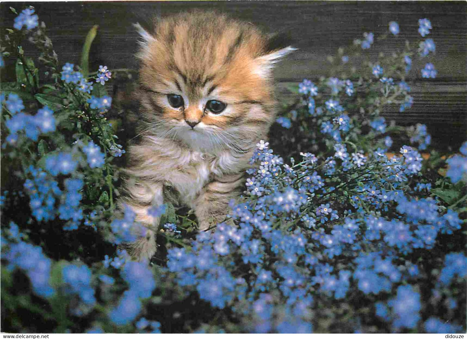 Animaux - Chats - CPM - Voir Scans Recto-Verso - Cats