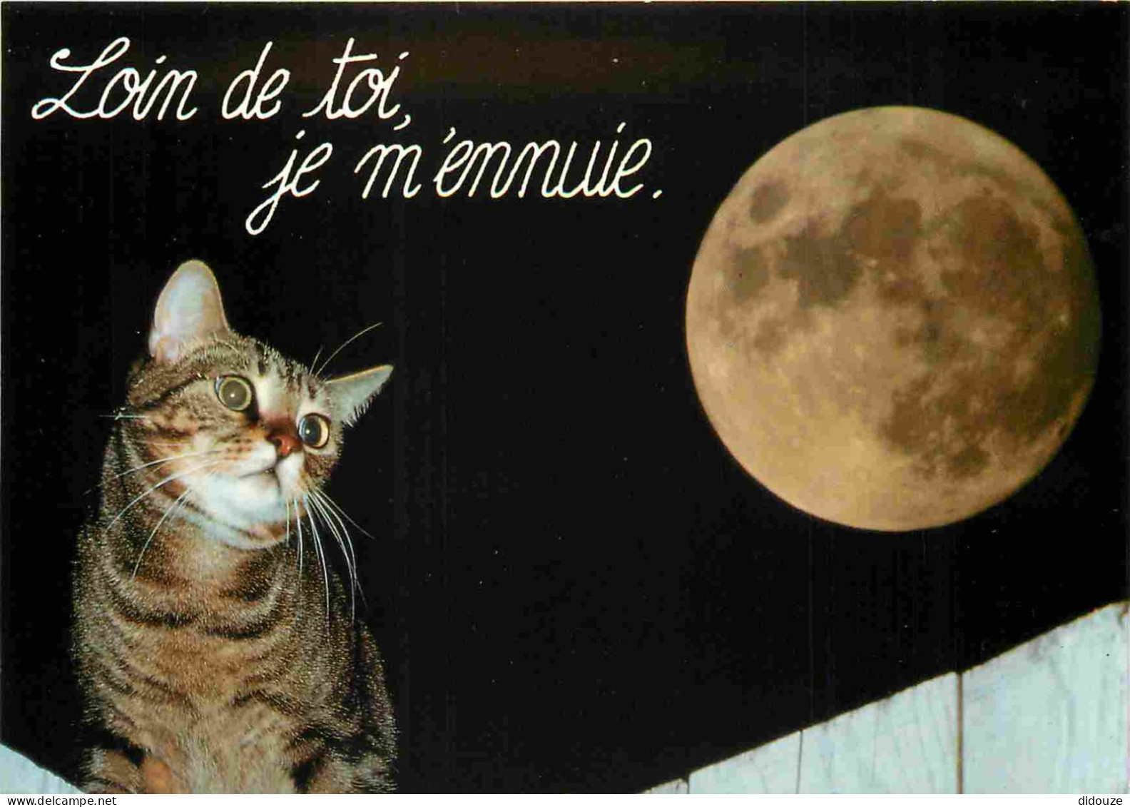 Animaux - Chats - Carte à Message - CPM - Voir Scans Recto-Verso - Katzen