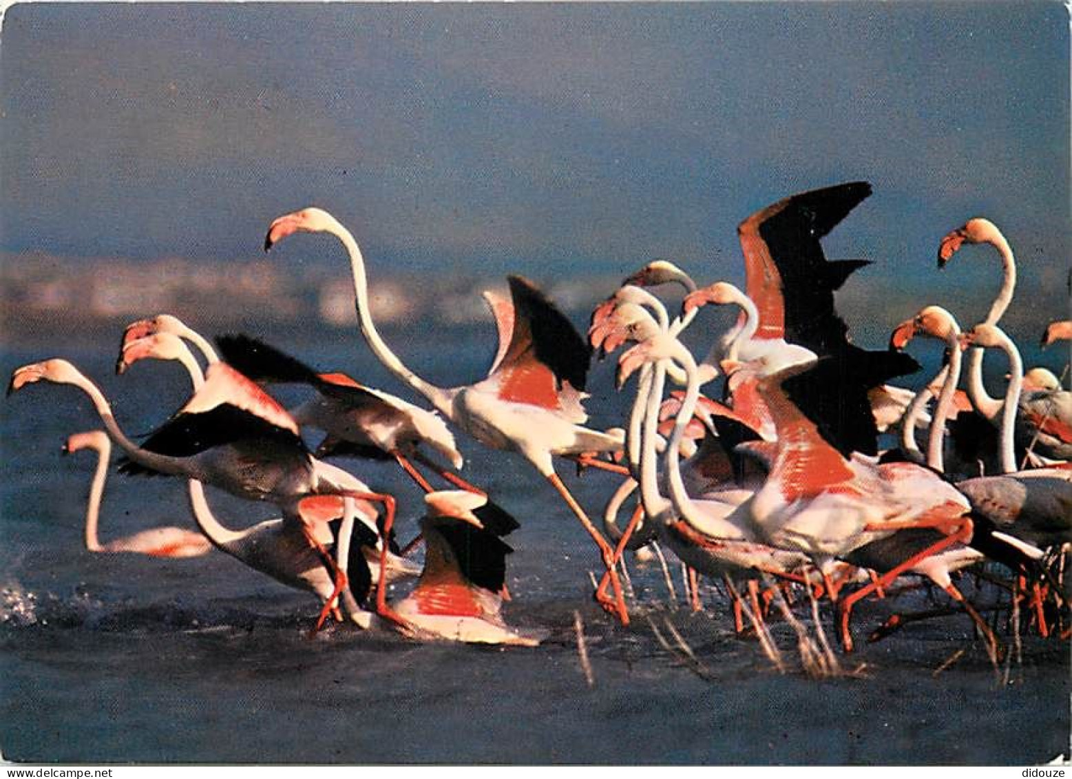 Oiseaux - Flamants Roses - Camargue - Flamingos - CPM - Voir Scans Recto-Verso - Vögel