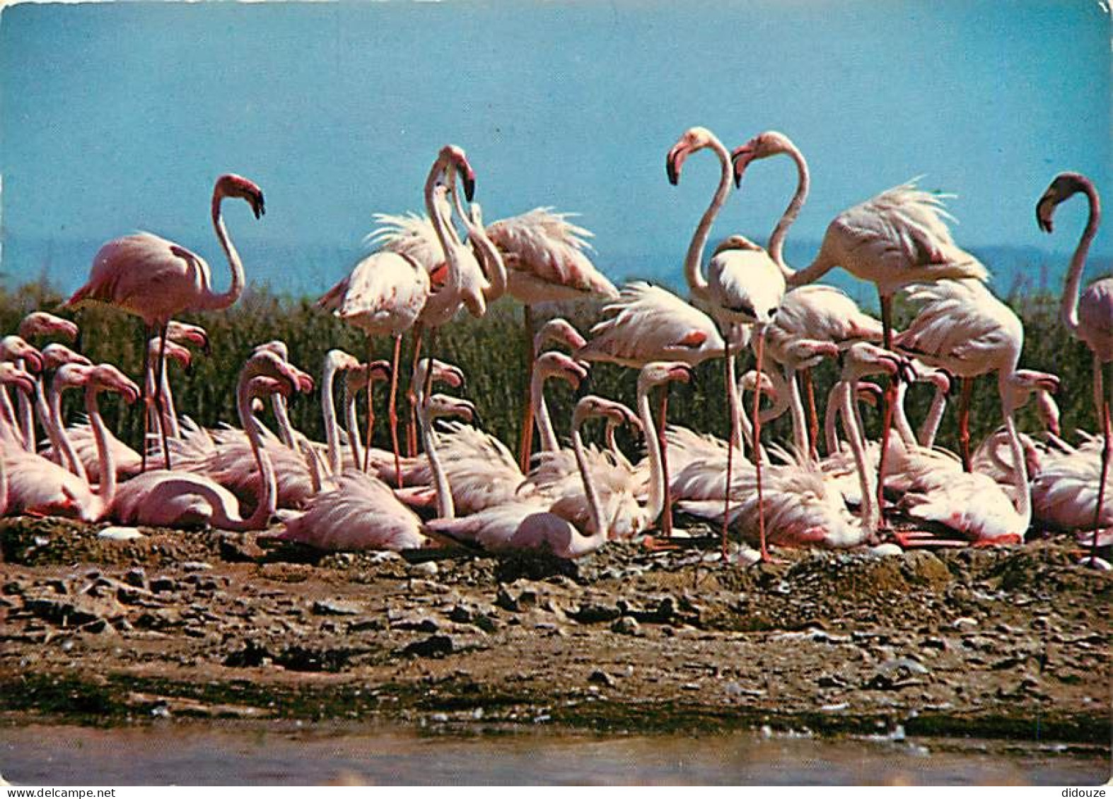 Oiseaux - Flamants Roses - Camargue - Flamingos - CPM - Voir Scans Recto-Verso - Birds