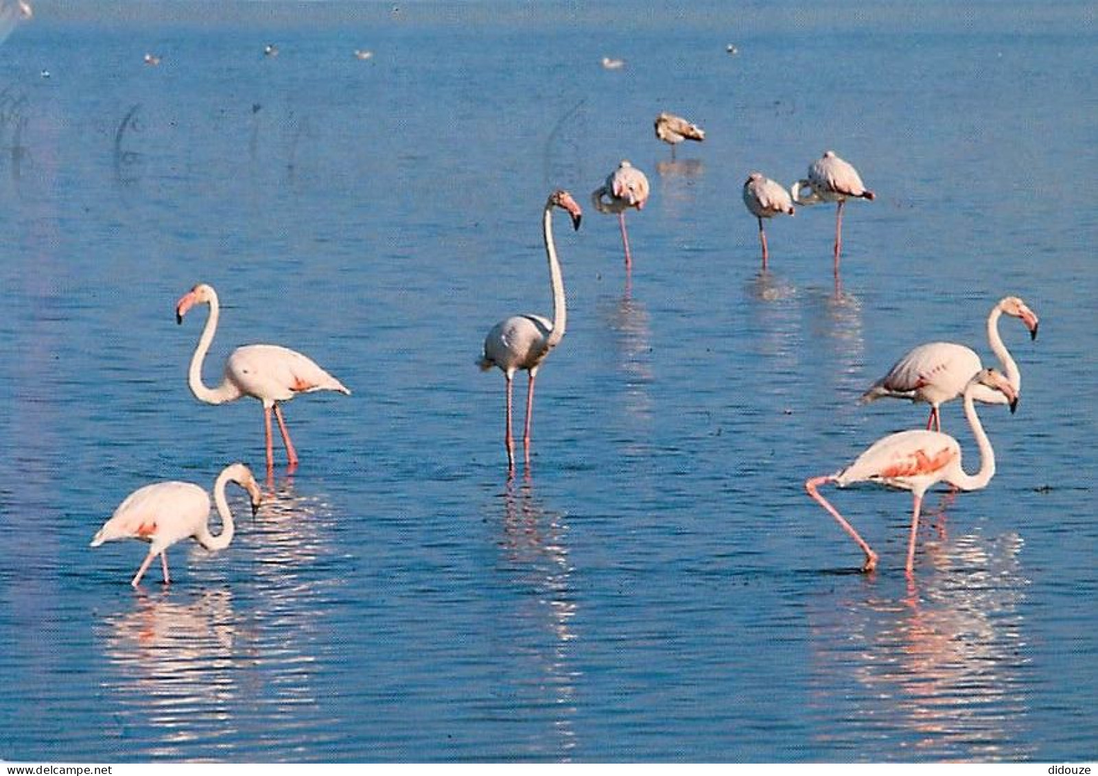 Oiseaux - Flamants Roses - Camargue - Flamingos - CPM - Voir Scans Recto-Verso - Uccelli