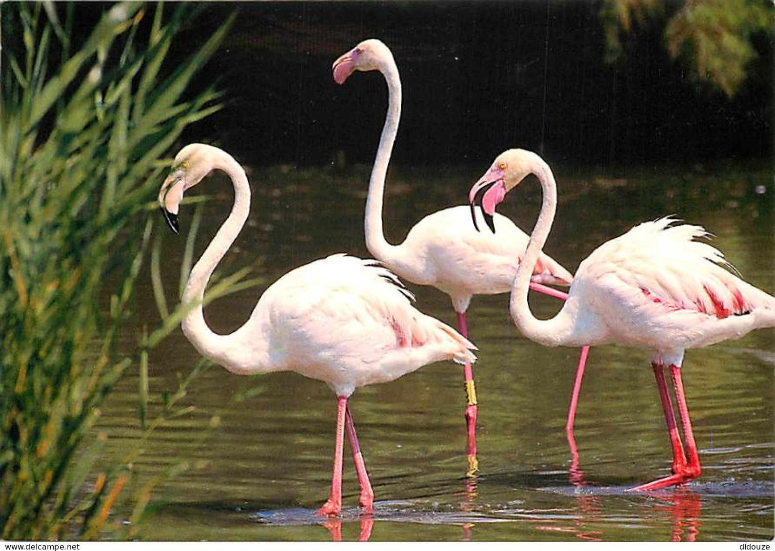 Oiseaux - Flamants Roses - Camargue - Flamingos - CPM - Voir Scans Recto-Verso - Vögel