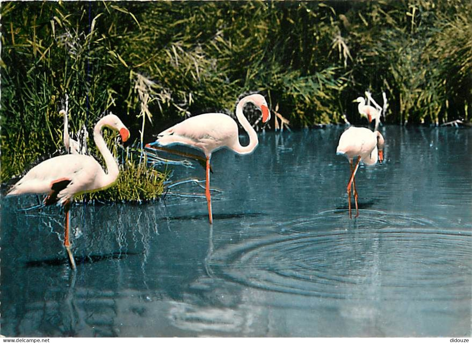 Oiseaux - Flamants Roses - Camargue - Flamingos - CPSM Grand Format - Voir Scans Recto-Verso - Birds