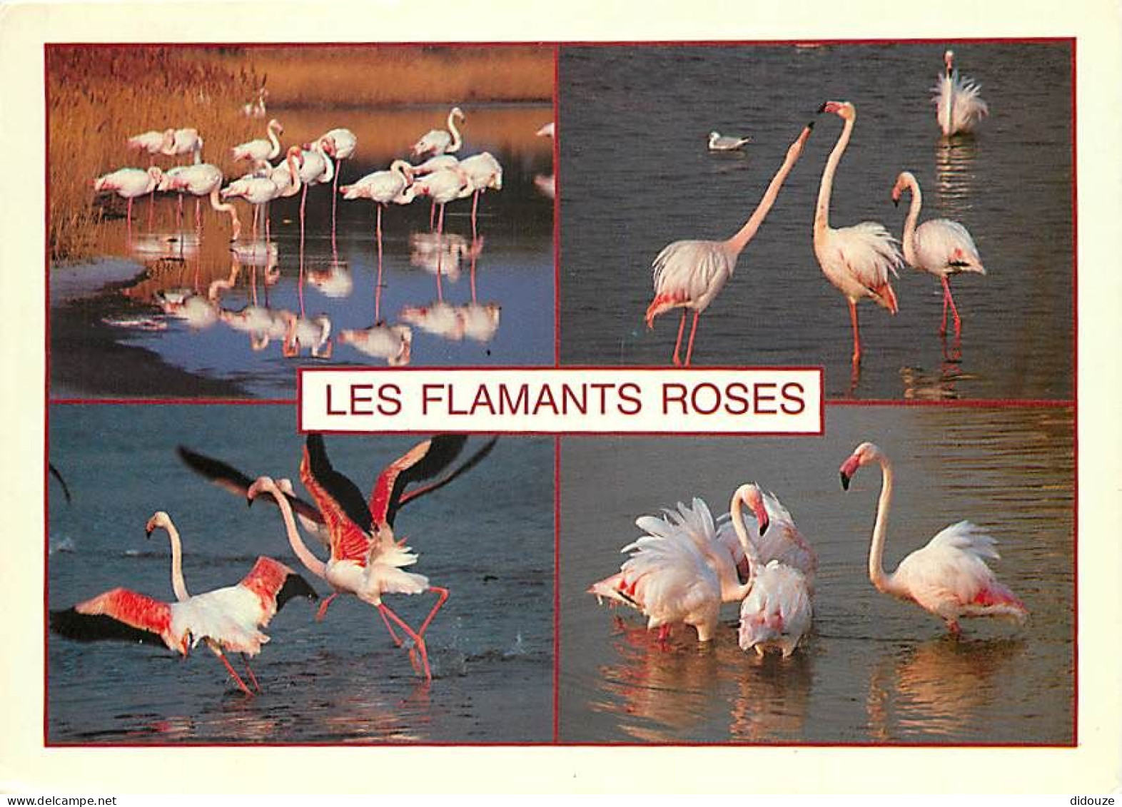 Oiseaux - Flamants Roses - Flamingos - CPM - Voir Scans Recto-Verso - Birds