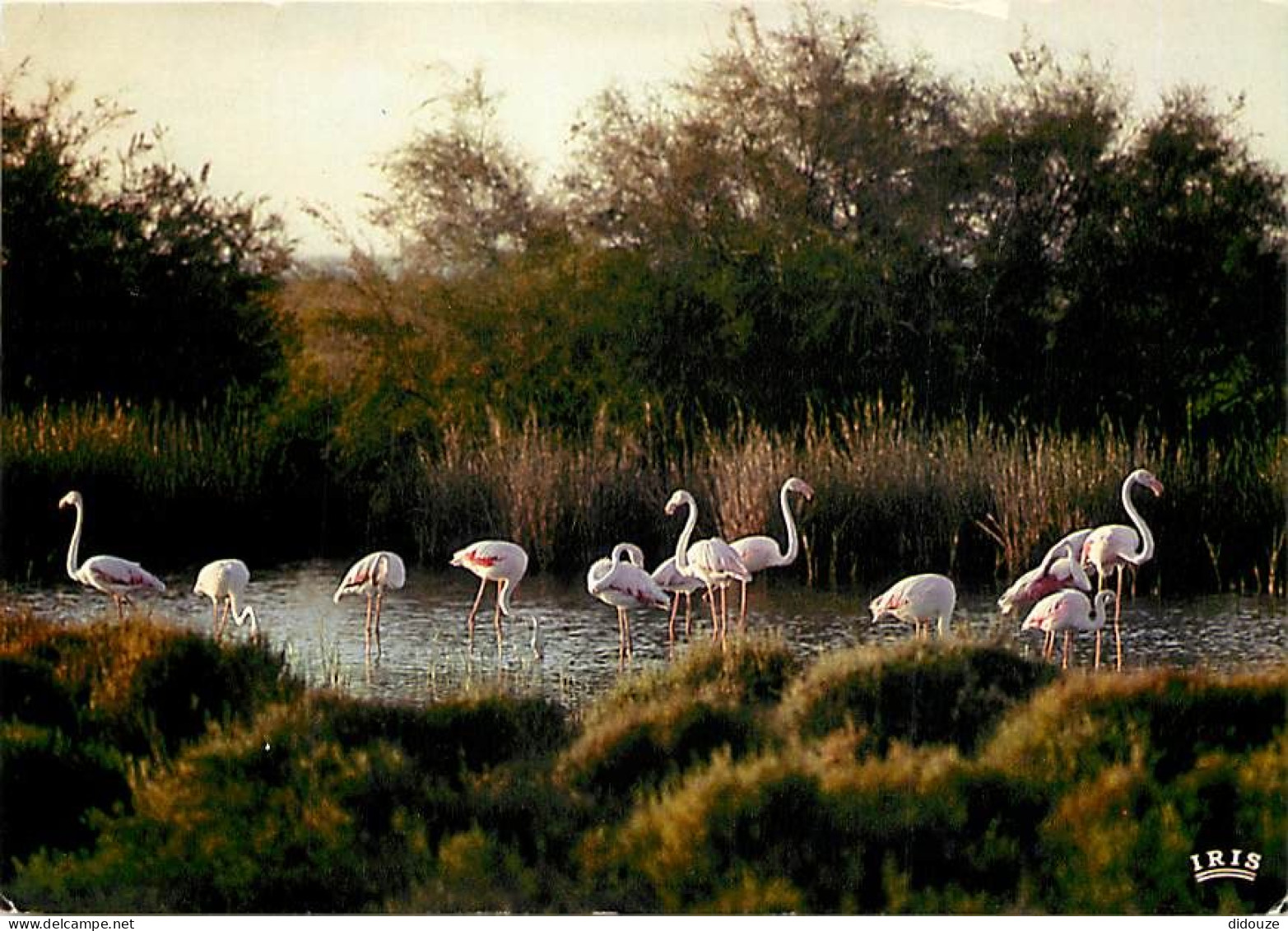 Oiseaux - Flamants Roses - Camargue - Flamingos - CPM - Voir Scans Recto-Verso - Vögel