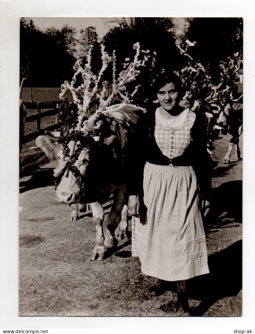 F6157/ Almabtrieb In Den Bayerischen Bergen  Junge Bäuerin, Kühe  Foto Ca.1955 - Non Classés