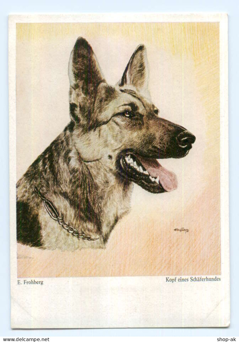 Y6029/ Hunde Kopf Eines Schäferhundes AK - Dogs