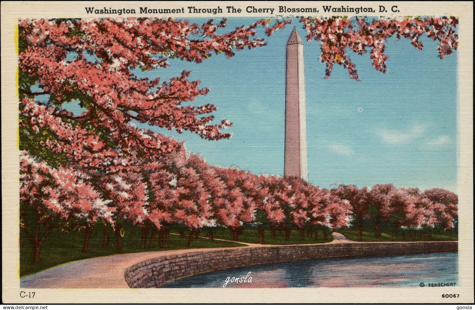 WASHINGTON D.C. 1940-1950 "Monument Trough The Cherry Blossoms" - Washington DC