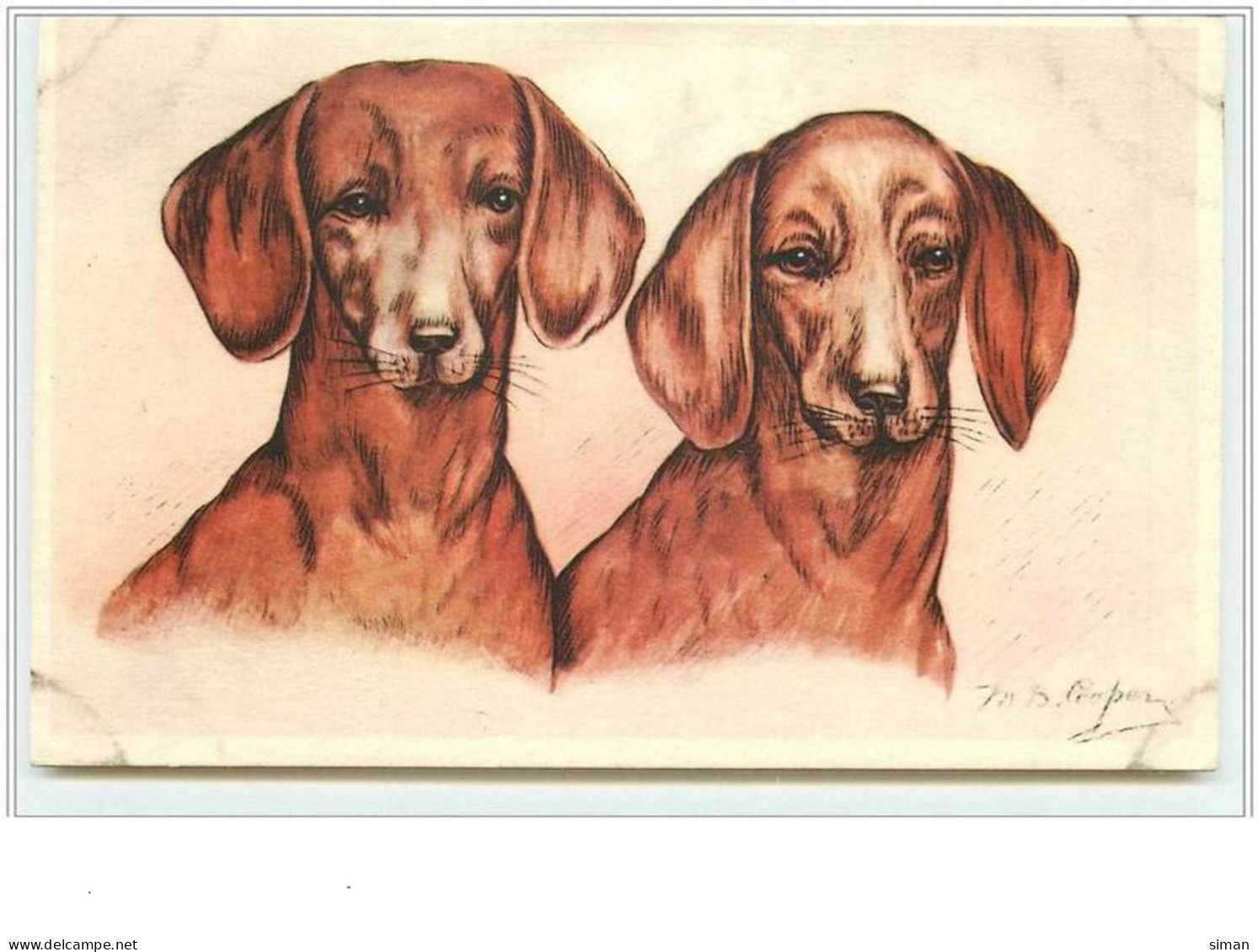 N°2114 - Couple De Teckels - Cooper - Dogs