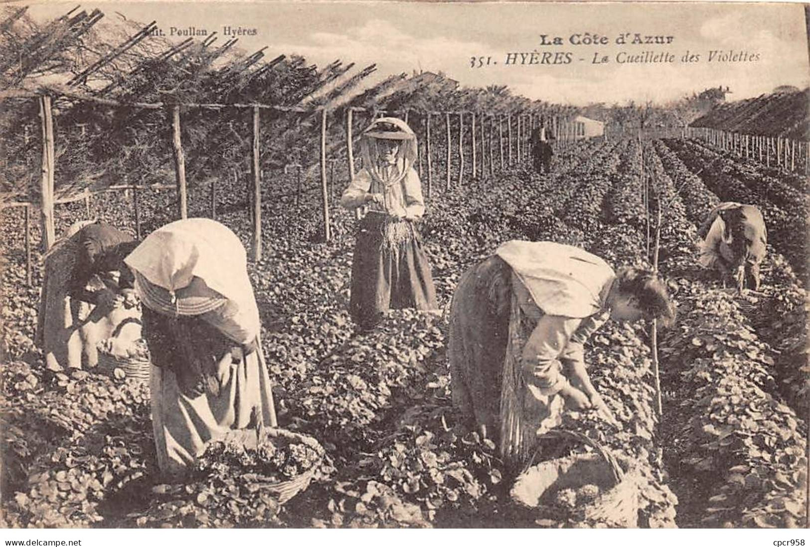 83 - HYERES - SAN45354 - La Cueillette Des Violettes - Agriculture - Hyeres