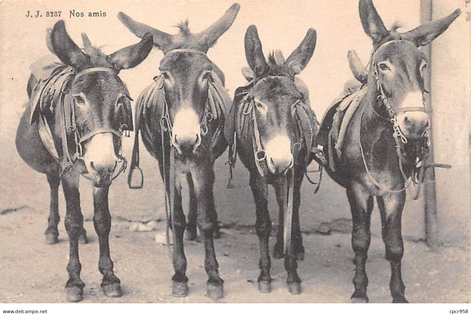 ANIMAUX - SAN50998 - Nos Amis - Anes - Donkeys