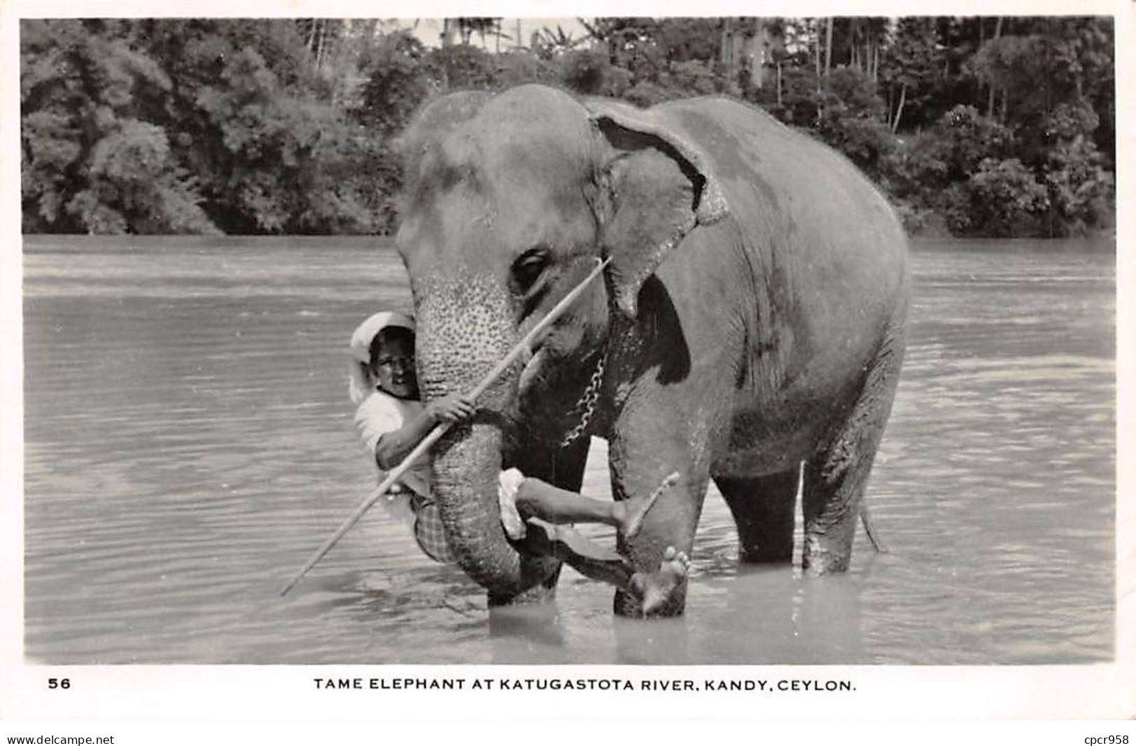 INDE - SAN51205 - Tame Elephant At Katugastota River - Kandy - Ceylon - Indien