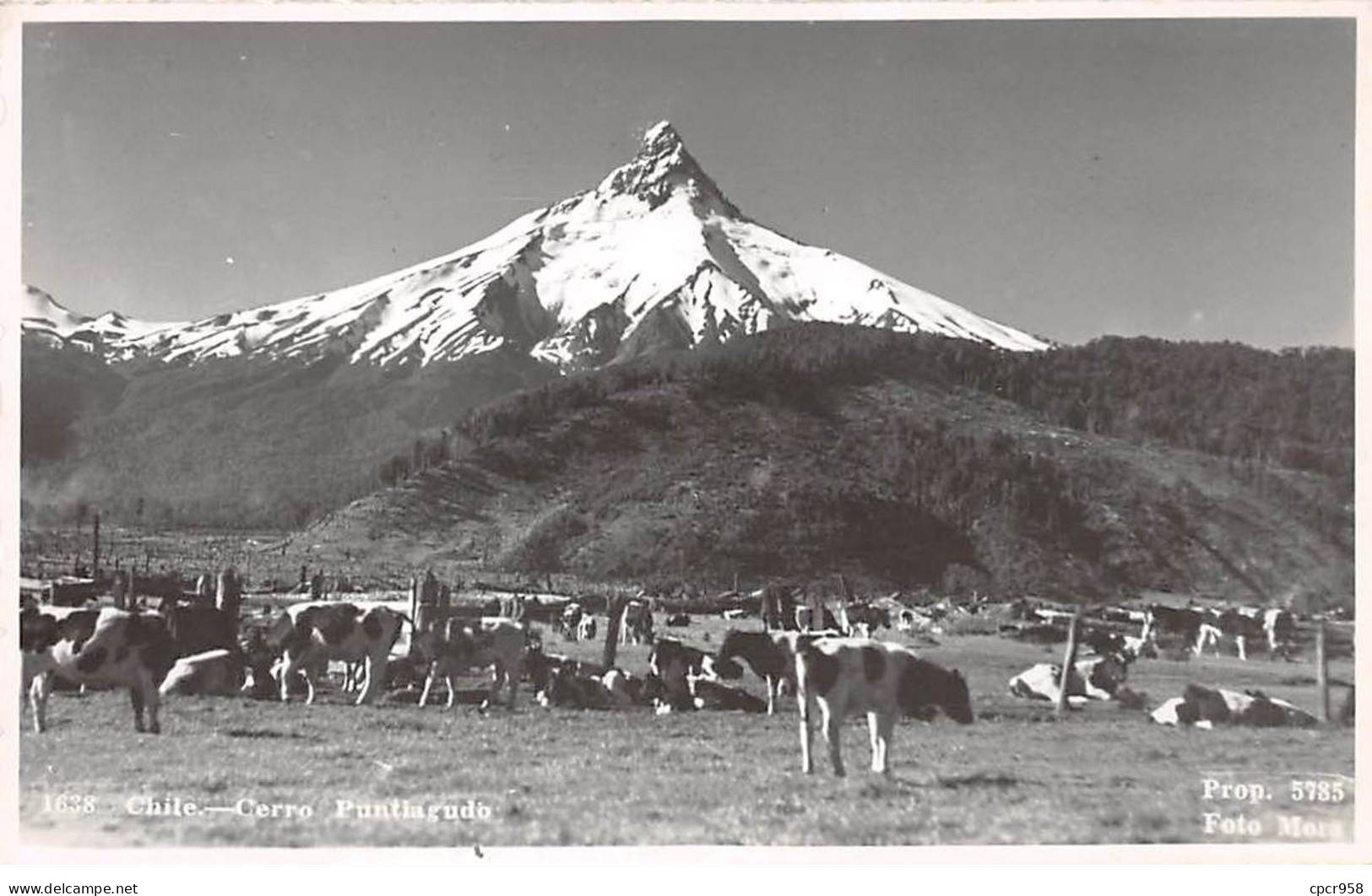 CHILI - SAN51280 - Carte Photo - Cerro - Puntiagudo - Chili