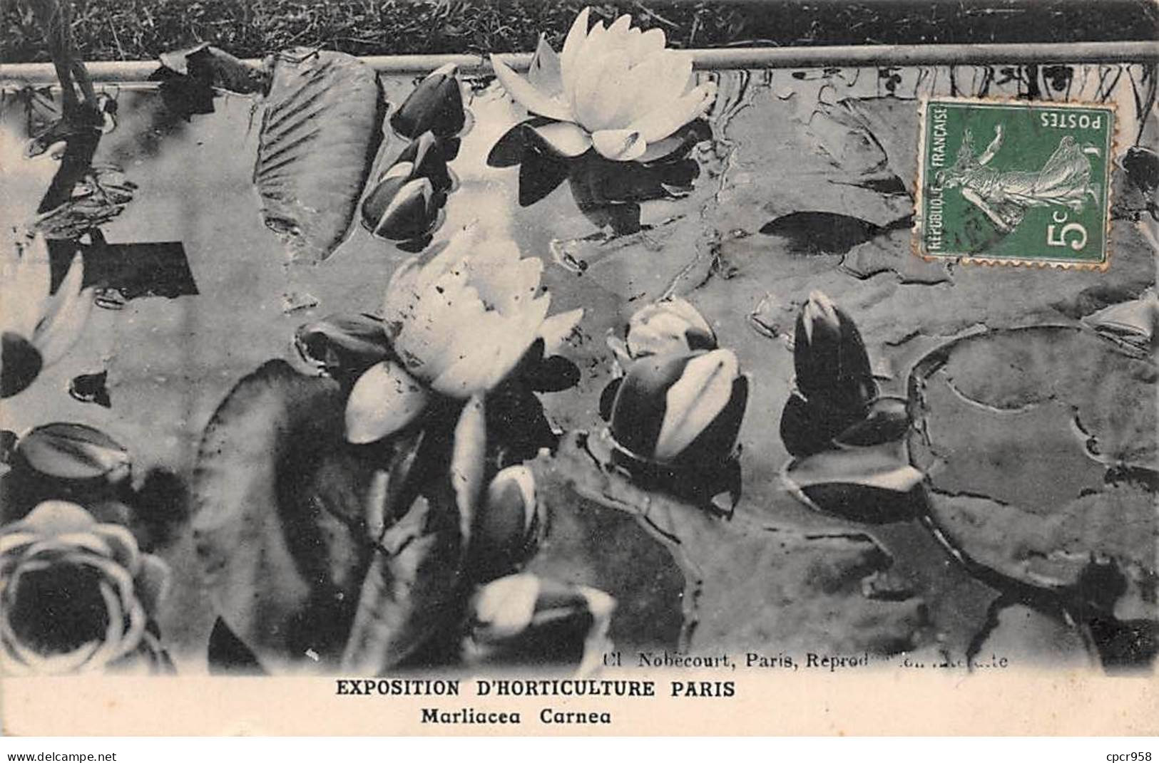 75 - PARIS - SAN50683 - Exposition D'horticulture - Marliacea Carnea - Expositions