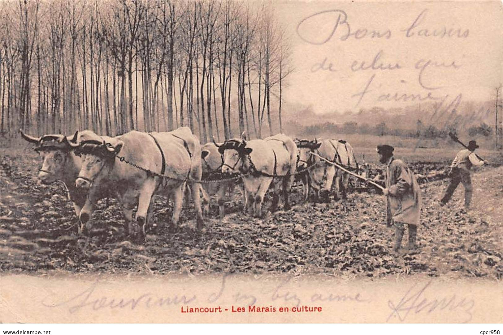60 - LIANCOURT - SAN57150 - Les Marais En Culture - Agriculture - Liancourt
