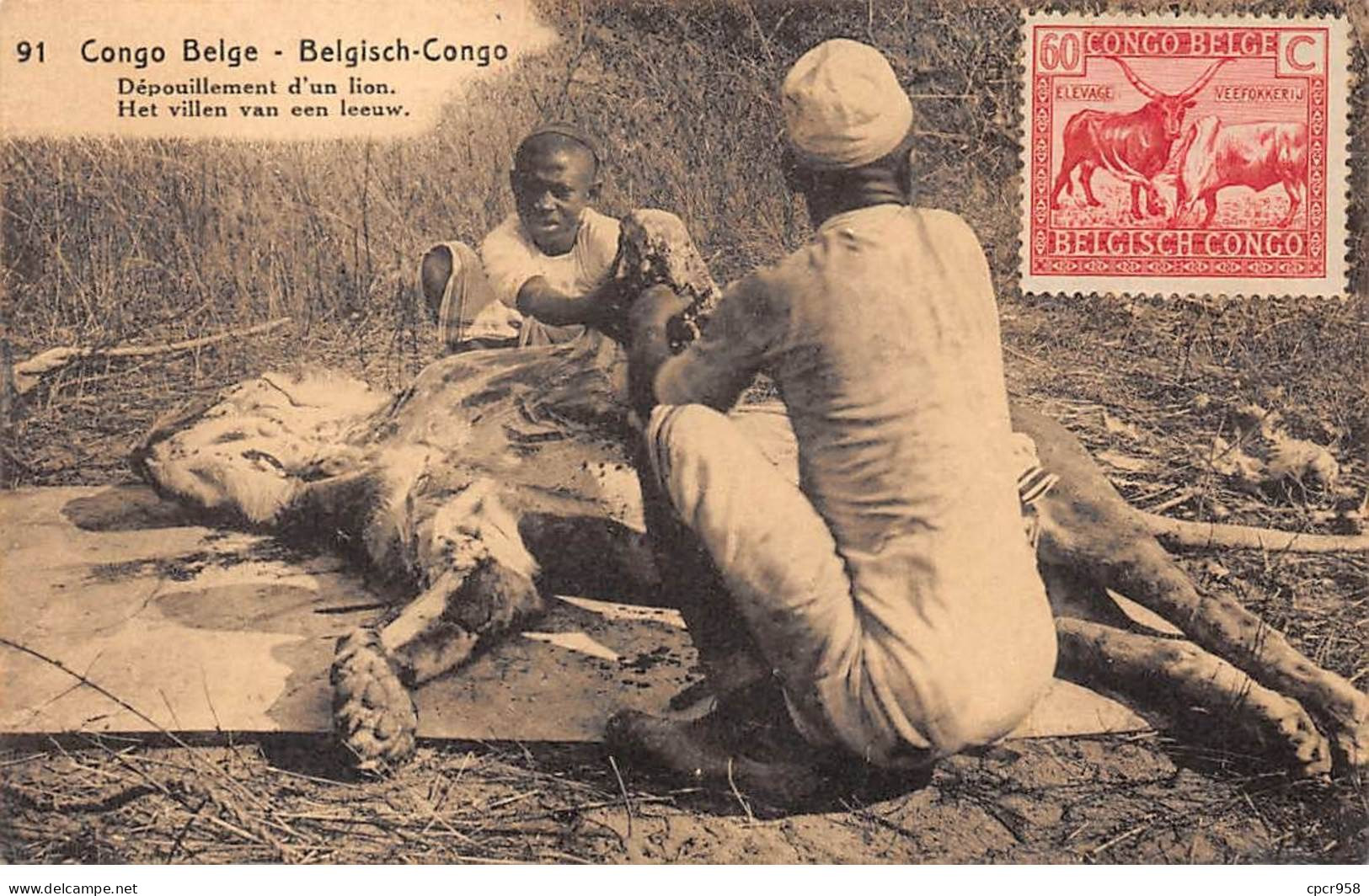 CONGO BELGE - SAN56502 - Dépouillement D'un Lion - Congo Belge