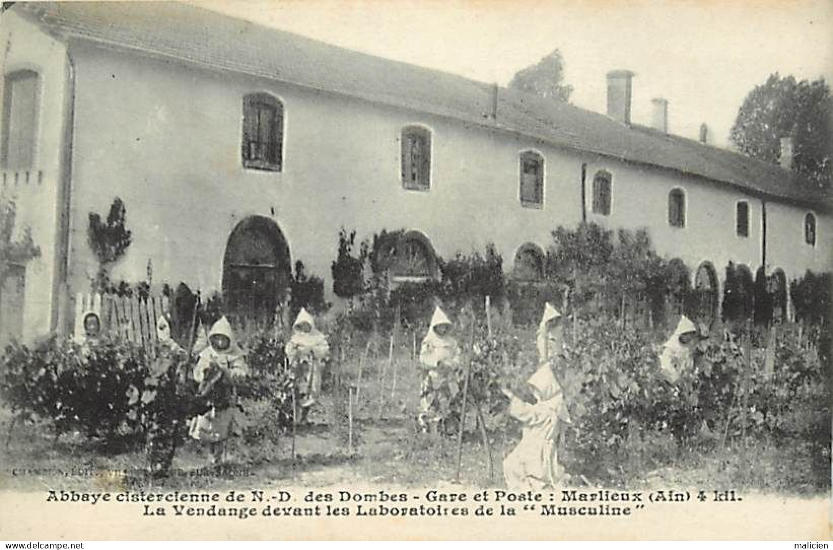 - Dpts Div.-ref-BN267- Ain - Marlieux - Abbaye Cistercienne N D Des Dombes - Vendange Devant Les Laboratoires Musculine - Sin Clasificación