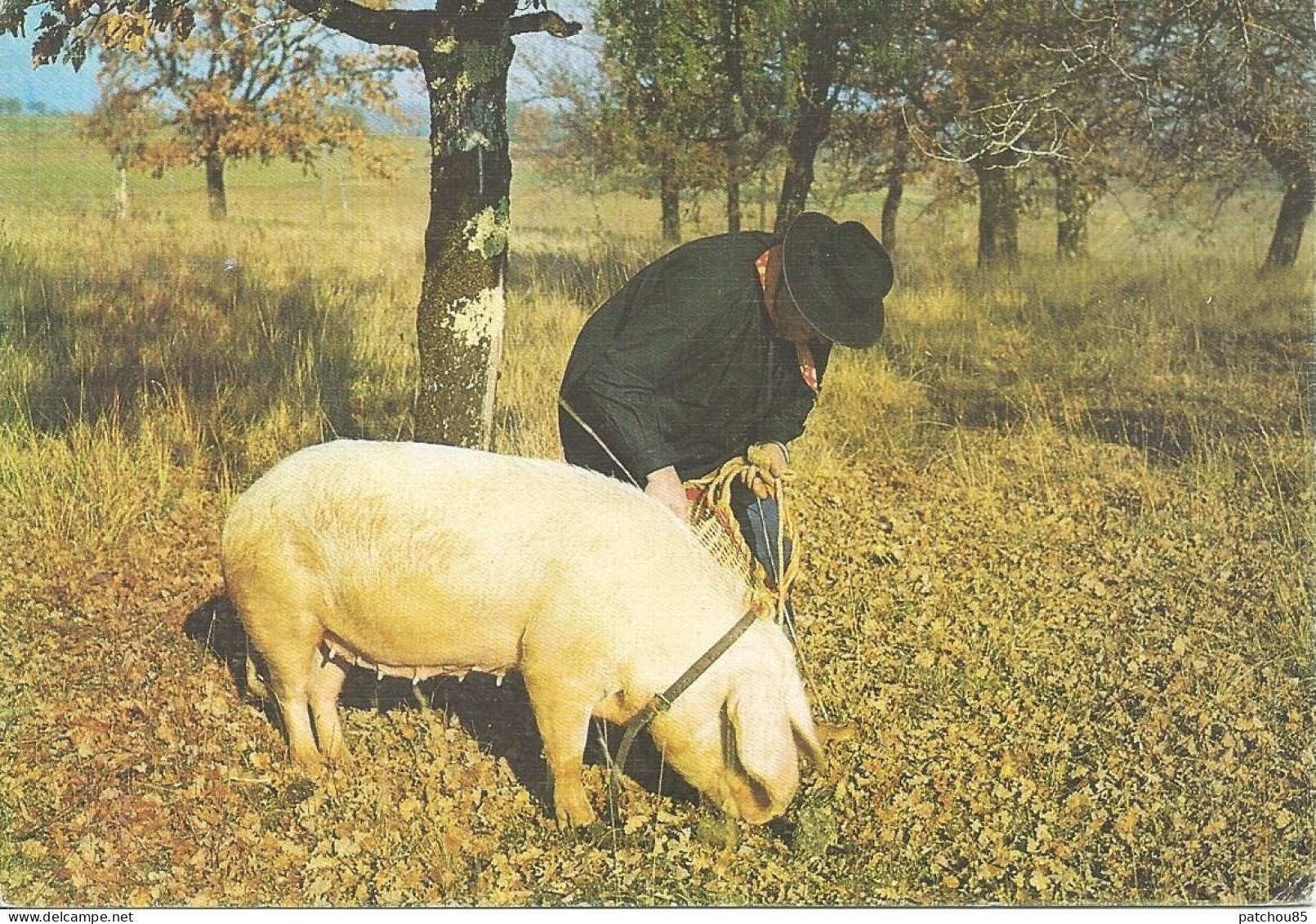 CPM    Chercheur De Truffes  Avec Cochon   Oblitérée Le 26-8-1987 - Ambachten