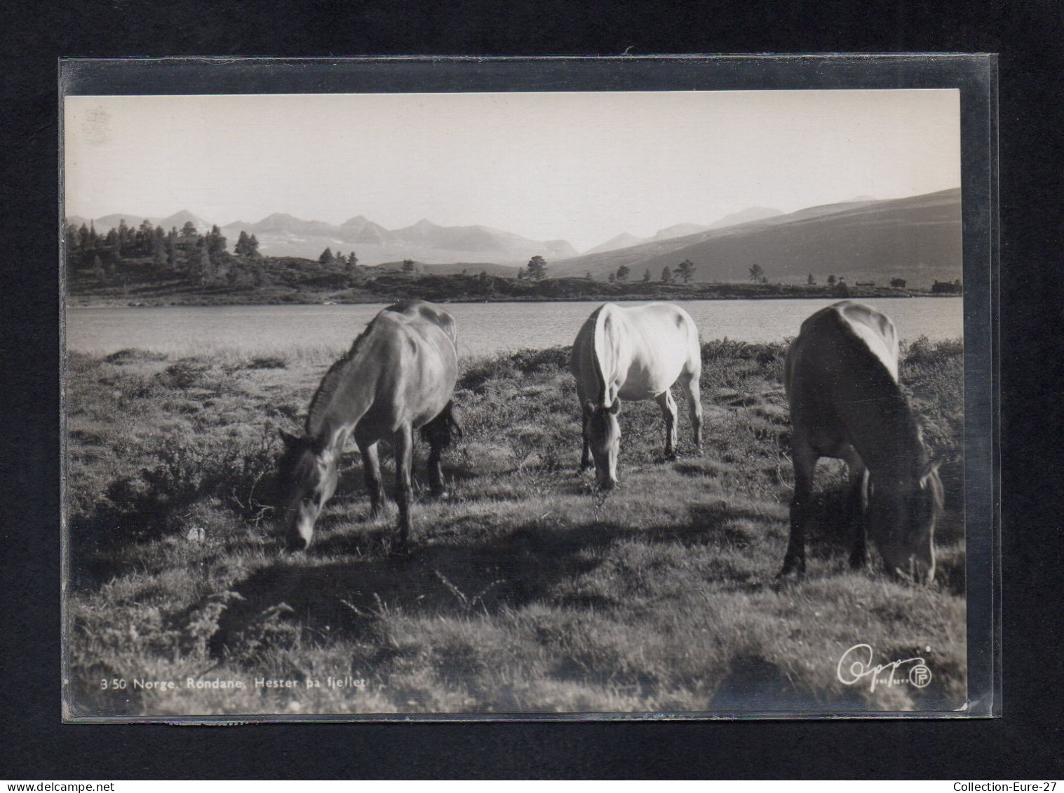 (24/04/24) NORVEGE-CPSM RONDANE - Norvège