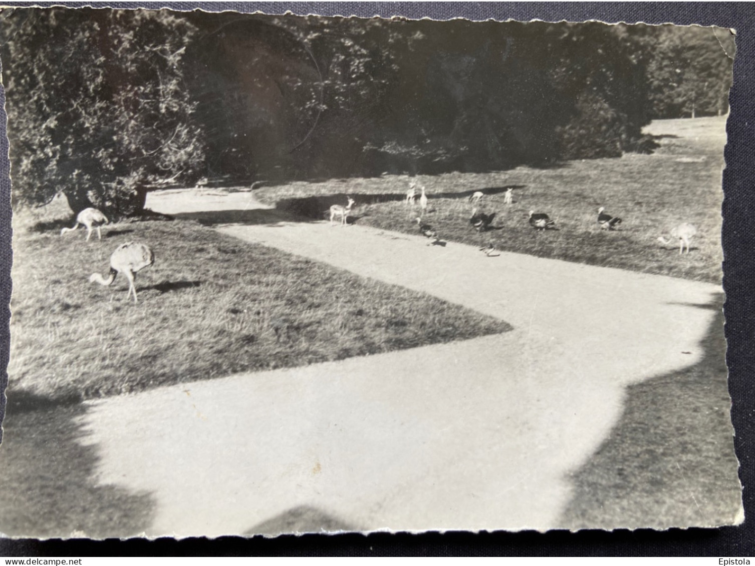 ►  CPSM  76 - Groupe D'animaux  Parc Zoologique Zoo  De Clères 1952 - Clères